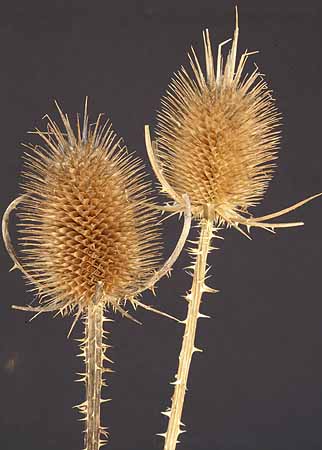Dried Flower heads