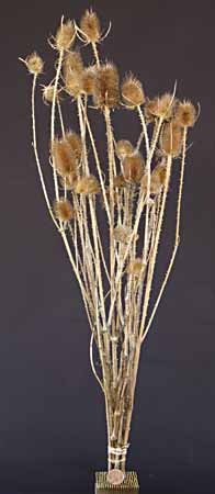 /graphics/Dried_flowers/teasel_large_upright1.jpg