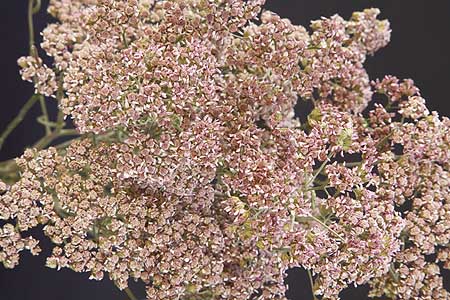 /graphics/Dried_flowers/yarrow_close_L2_pink.jpg