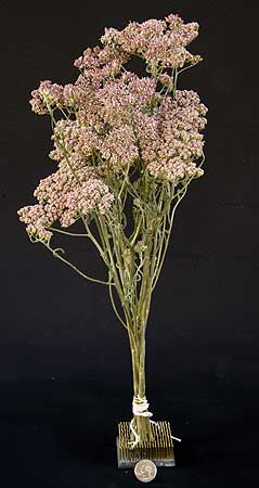 /graphics/Dried_flowers/yarrow_upright_L1_pink.jpg