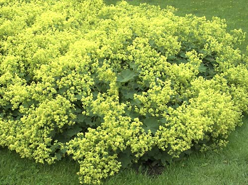 Lady's Mantle Alchemilla mollis