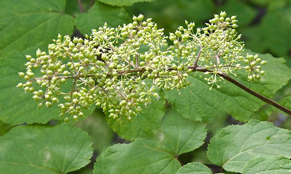 American Spikenard flowers