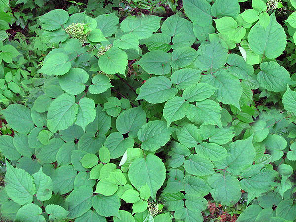 American Spikenard plant