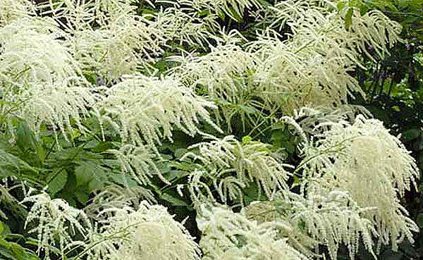 Goat's Beard Aruncus dioicus