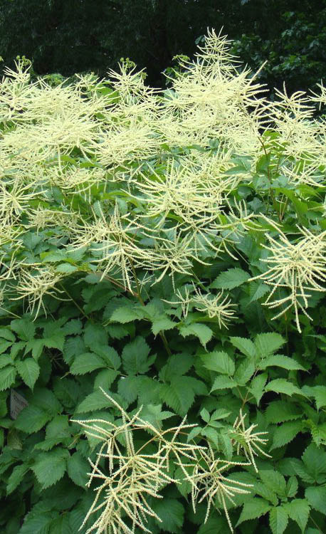 Goat's Beard flowering plant2
