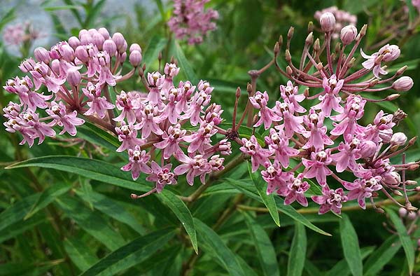 Milkweed - Swamp Asclepias incarnata