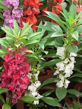 balsam plants mixed colors