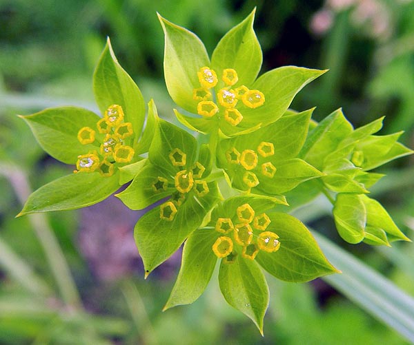 Hares ear Bupleurum rotundifolium