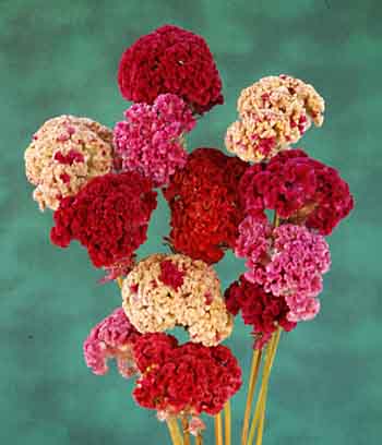 Cockscomb Kurume Celosia cristata