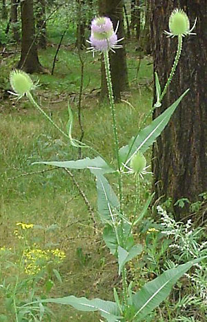 Plant in flower
