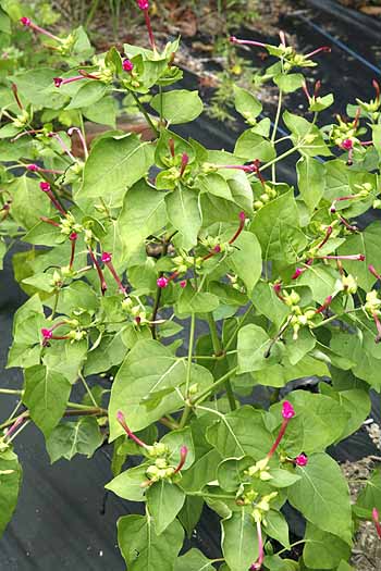 Four o clock (Mirabilis jalapa) organically grown flower seeds. Floral ...