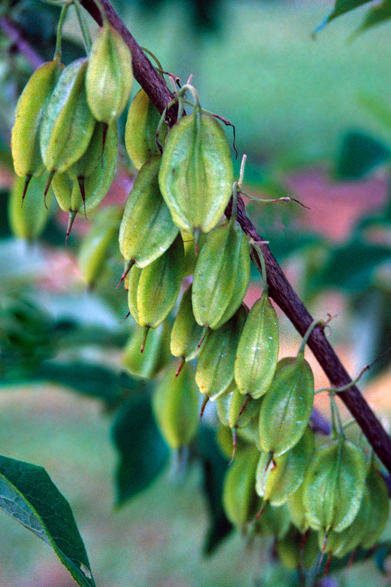 Carolina Silverbell green seed pods