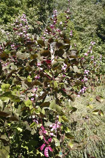 lablab growing on fence in field.