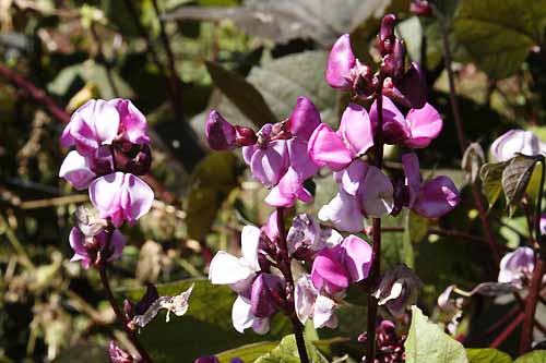 Hyacinth Bean Lablab purpureus