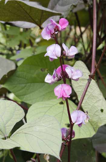lablab flowers