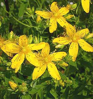Saint Johns wort Hypericum perforatum