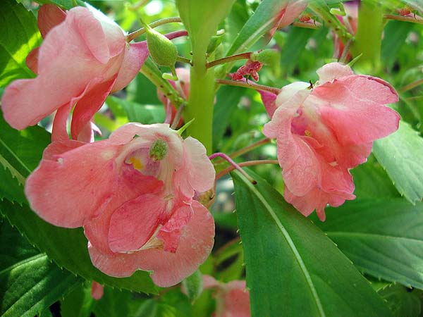 Pink balsam flower