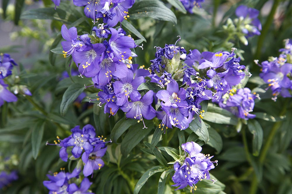 Jacobs Ladder Polemonium caeruleum