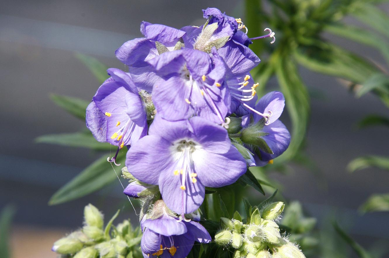 Jacobs ladder flowers