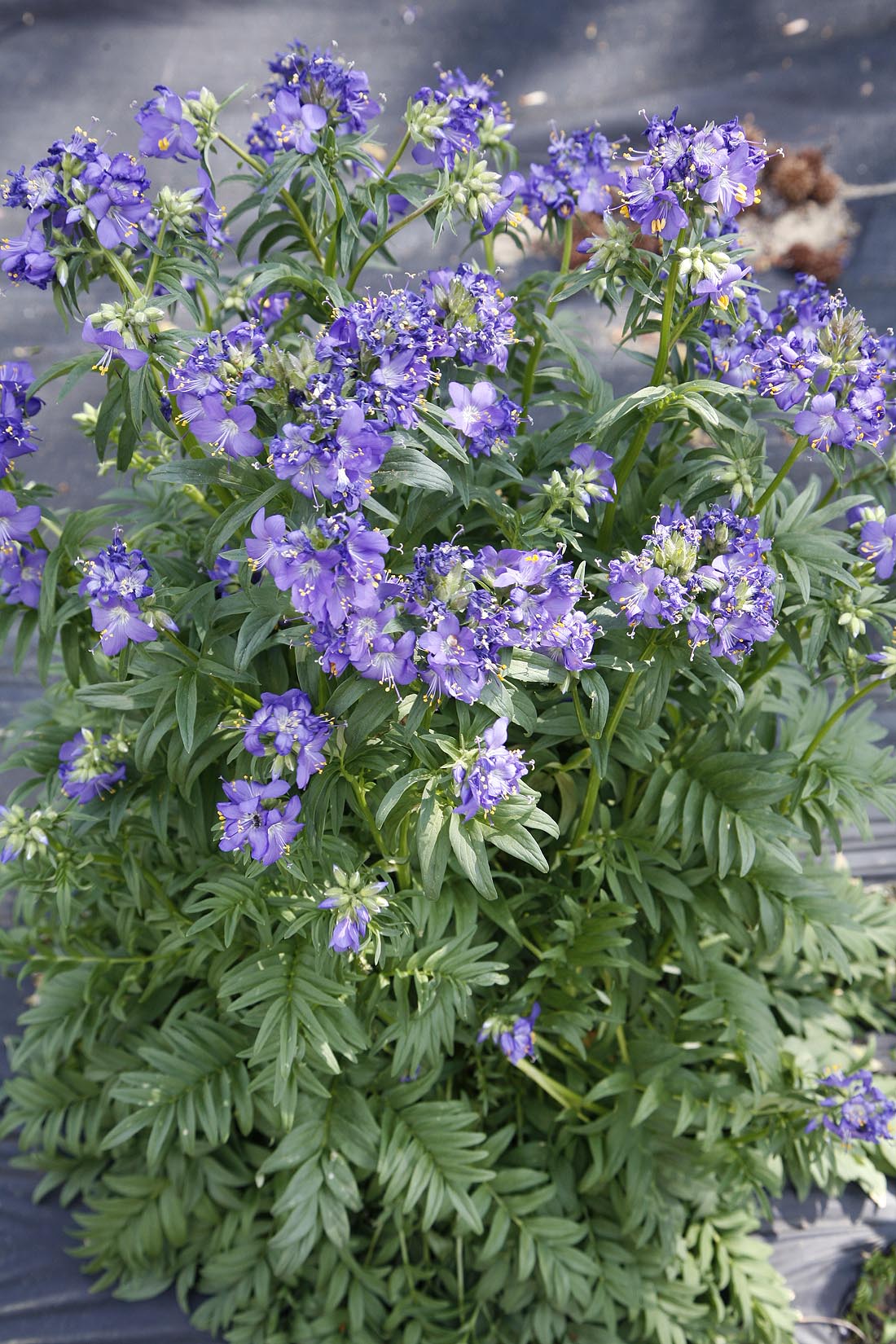 Jacobs Ladder plant in field