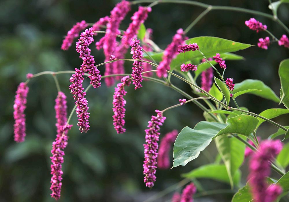 Kiss Me Over the Garden Gate Polygonum orientale