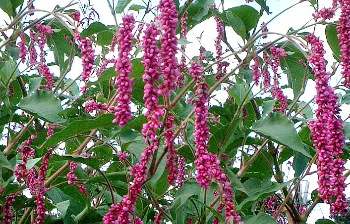 Polygonum orientale plant