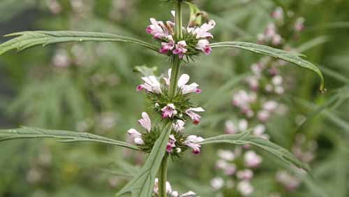 Motherwort, Siberian Leonurus sibiricus