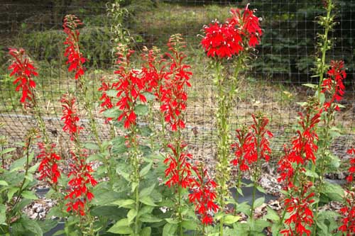 cardinal flower lobelia cardinalis