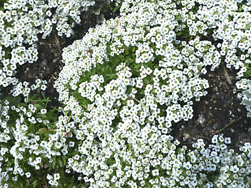 Alyssum Lobularia maritima