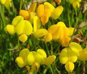 Bird's Foot Trefoil Lotus corniculatus