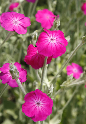 Flower close