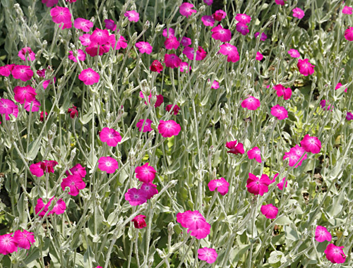 Rose Campion Lychnis coronaria