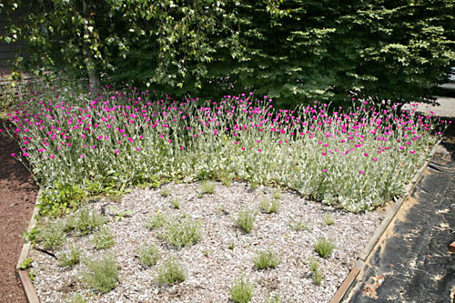 Rose Campion as back border