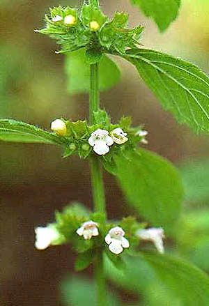 Flower close up