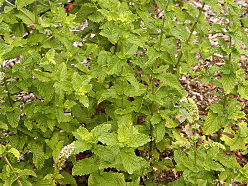 Spearmint Mentha Spicata