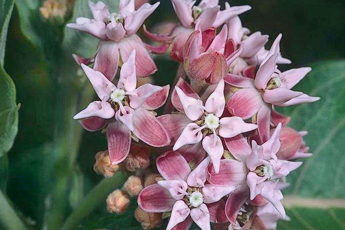 Showy Milkweed Asclepias speciosa