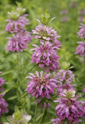 Monarda citriodora flower