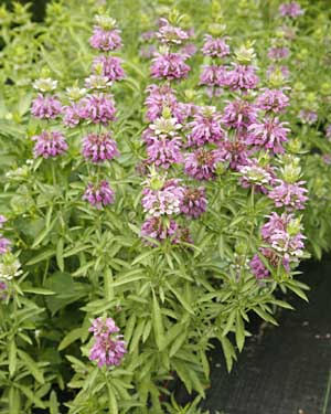 Lemon Bergamot plant