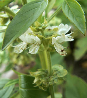 Flower close up