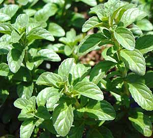 Fresh pennyroyal leaves
