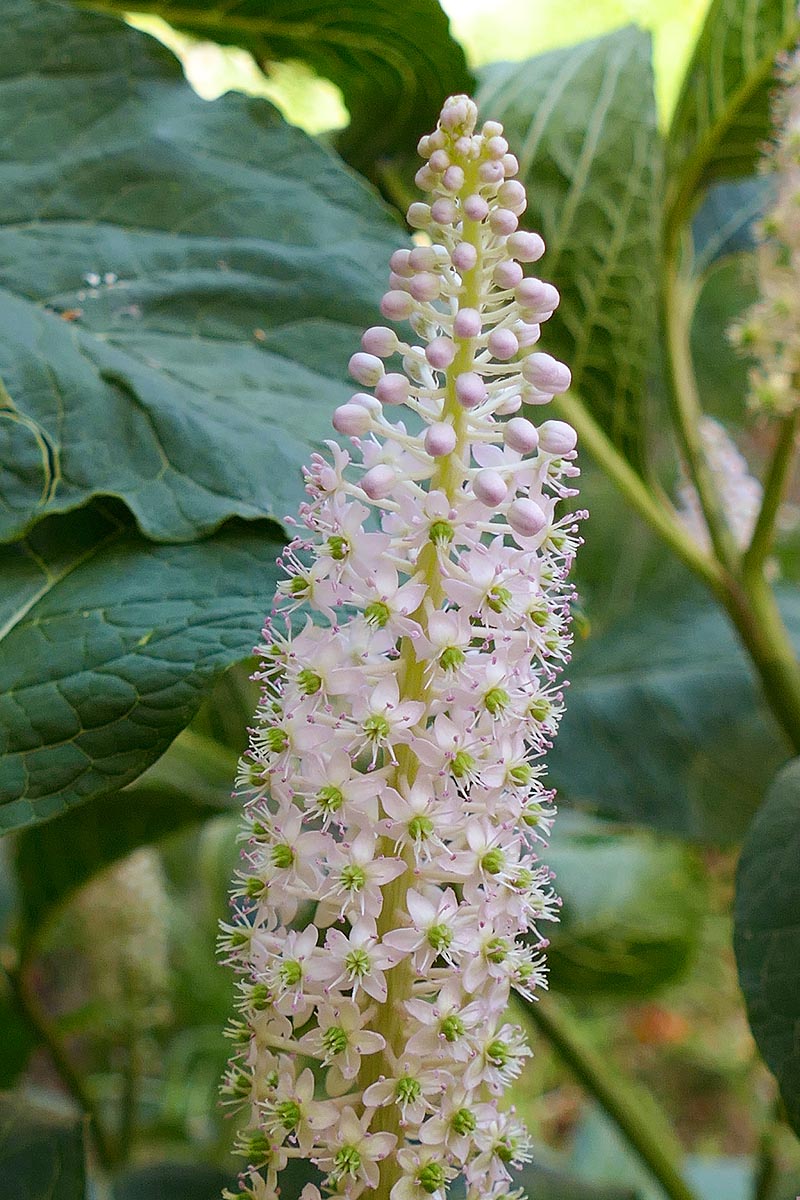 Pokeweed flowers stalk