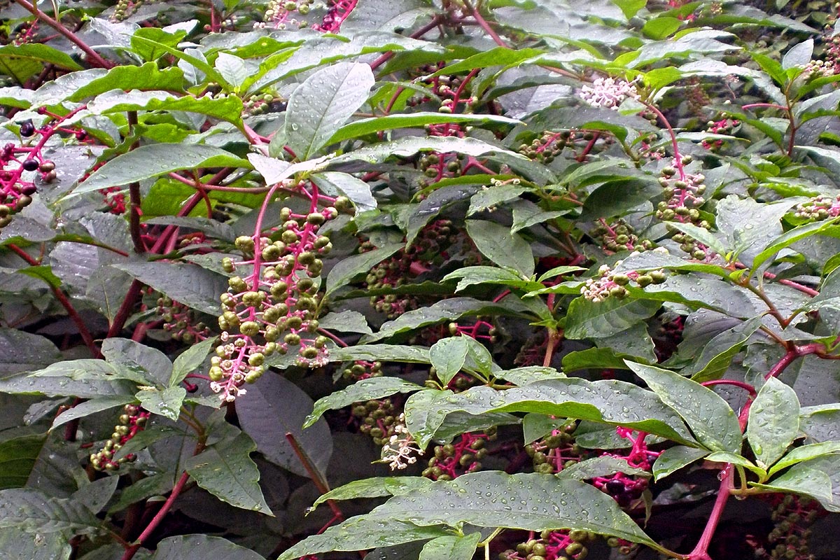 Pokeweed plant