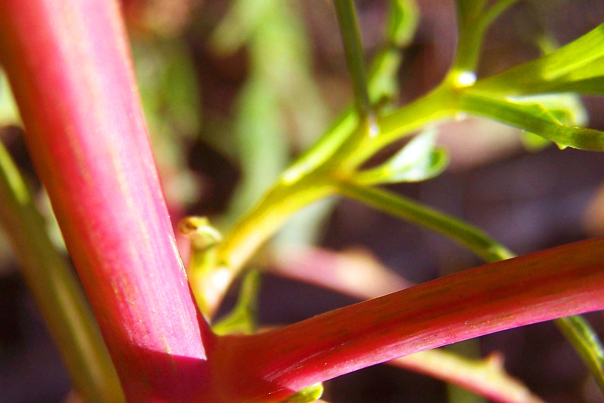 Pokeweed bright red stem