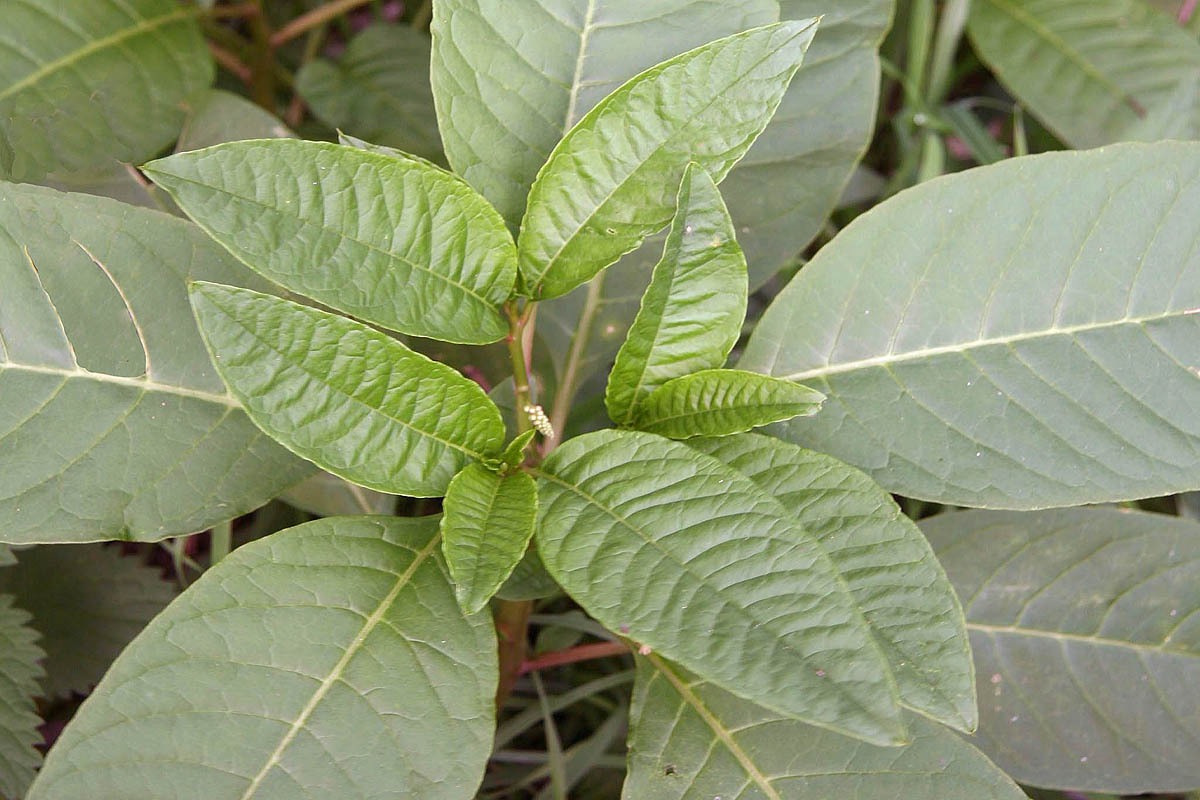 Pokeweed leaves