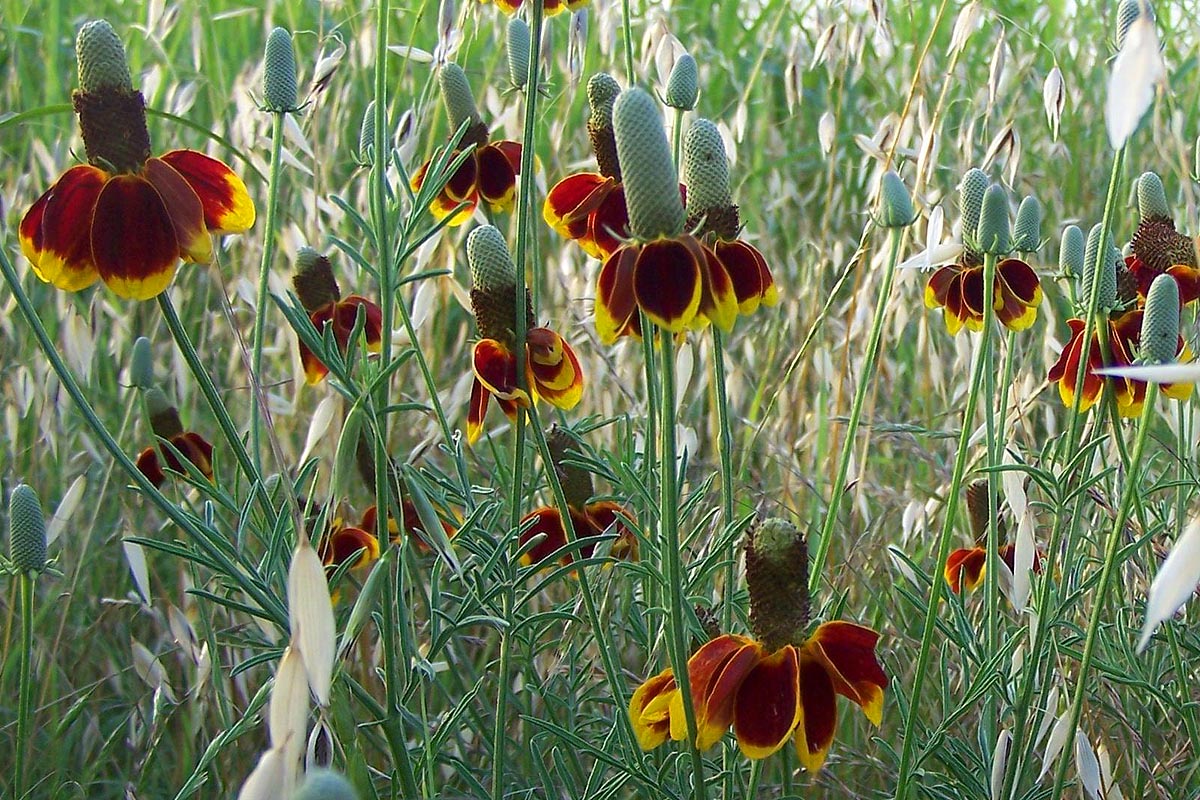 Mexican Hat field group