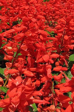 Salvia bonfire flowers