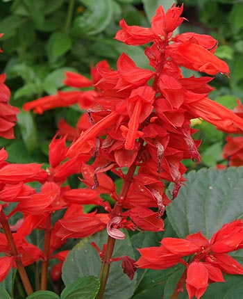 Salvia splendens flower close
