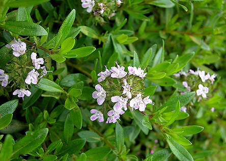 close up on flowers