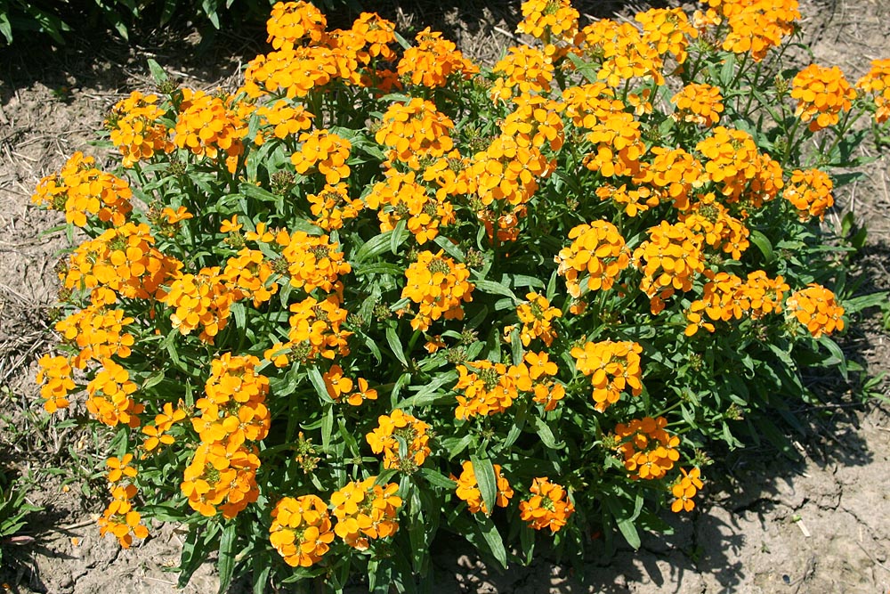 Siberian WallFlower mature flowering