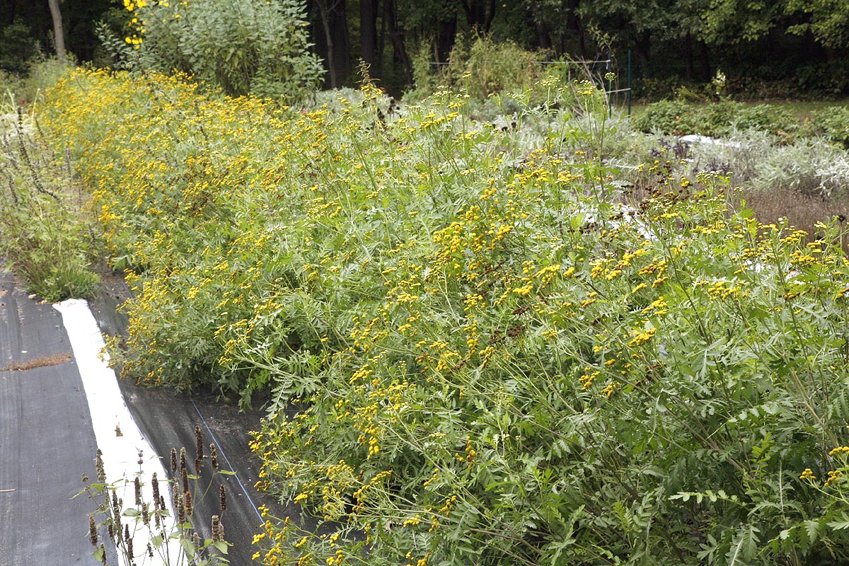 Mature Tansy Plants flowering in field